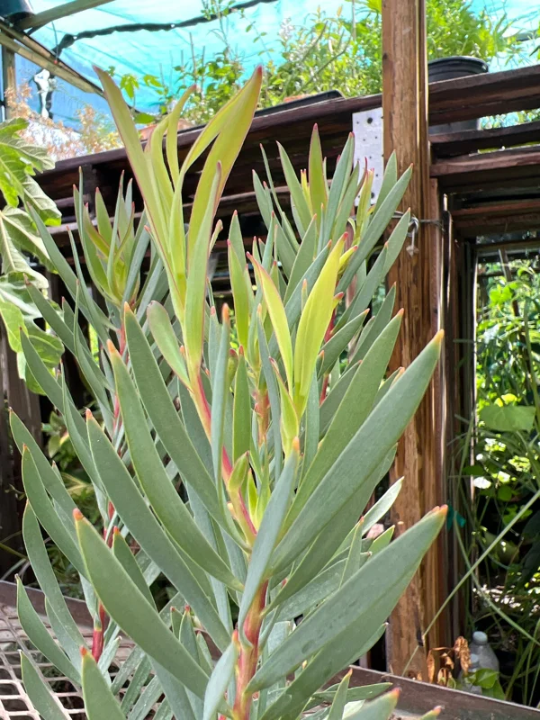 Leucadendron Salignum Golden Tulip Live Plant – 1ft Tall in 6" Pot – Outdoor Shrub - Image 1