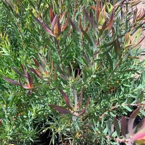 Leucadendron Salignum 'Summer Red' Live Plant - 1 Gallon Pot, 1ft Tall - Image 1