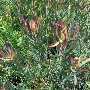 Leucadendron Salignum 'Summer Red' Live Plant - 1 Gallon Pot, 1ft Tall - Image 2