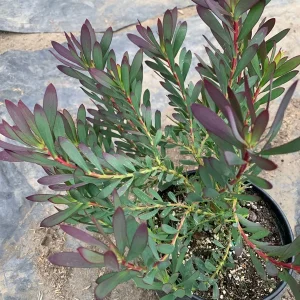 Leucadendron Salignum 'Winter Red' Live Plant - 6