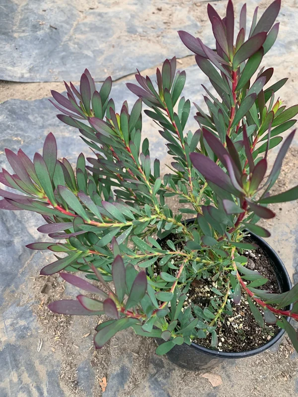 Leucadendron Salignum 'Winter Red' Live Plant - 6" Pot, 1 Ft Tall - Image 2
