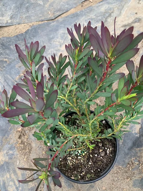Leucadendron Salignum 'Winter Red' Live Plant - 6" Pot, 1 Ft Tall - Image 3