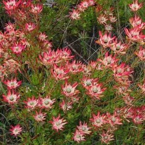 Leucadendron Salignum 'Winter Red' Live Plant - 6