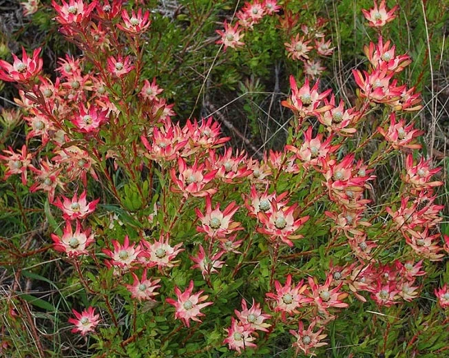 Leucadendron Salignum 'Winter Red' Live Plant - 6" Pot, 1 Ft Tall - Image 1