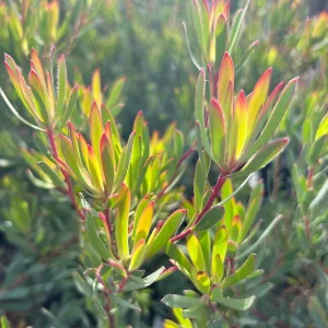 Leucadendron Strawberry Blonde Live Plant – 6 inch Pot – Outdoor Shrub - Image 2