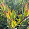 Leucadendron Strawberry Blonde Live Plant – 6 inch Pot – Outdoor Shrub - Image 1