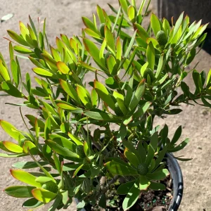 Leucadendron Wilson's Wonder Live Plant – 1 Gallon Pot for Outdoor Gardens - Image 2