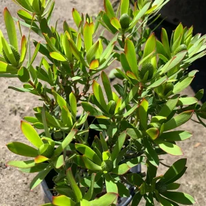 Leucadendron Wilson's Wonder Live Plant – 1 Gallon Pot for Outdoor Gardens - Image 3