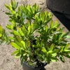 Leucadendron Wilson's Wonder Live Plant – 1 Gallon Pot for Outdoor Gardens - Image 1