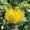 Leucospermum Cordifolium 'High Gold' Live Plant – 1 Ft Tall, 1 Gallon Pot, Outdoor Shrub - Image 1