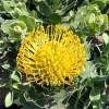 Leucospermum Cordifolium 'High Gold' Live Plant - 3 Gallon Pot - Image 1