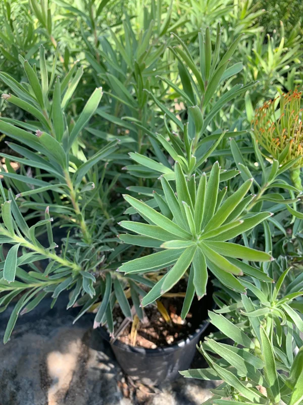 Leucospermum Patersonii Brothers Live Plant – 3 Gallon Pot – Orange Pincushion Flowers - Image 2