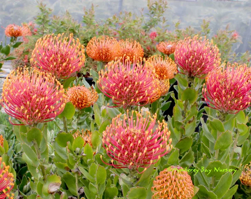 Leucospermum Patersonii Brothers Live Plant – 3 Gallon Pot – Orange Pincushion Flowers - Image 1