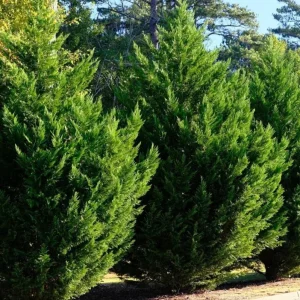 Leyland Cypress Live Plant – 6-12