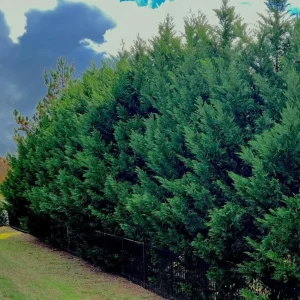 Leyland Cypress Live Plant – 6-12