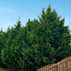 Leyland Cypress Live Plant – 6-12