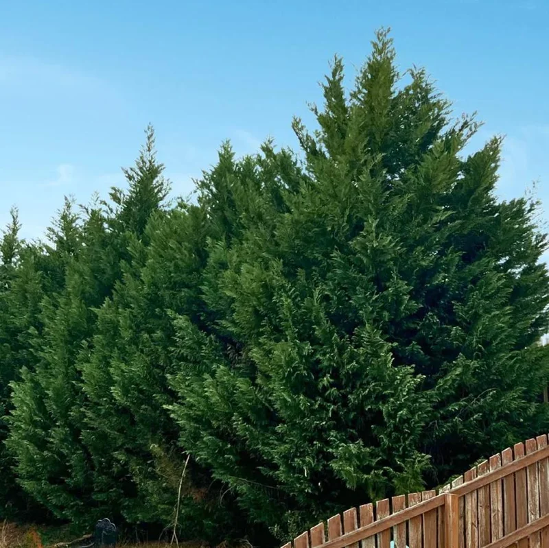 Leyland Cypress Live Plant – 6-12" Tall Evergreen Tree for Privacy Screens – Outdoor - Image 4