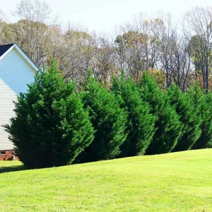 Leyland Cypress Live Plant – 6-12