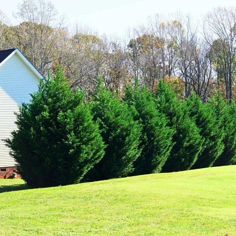 Leyland Cypress Live Plant – 6-12" Tall Evergreen Tree for Privacy Screens – Outdoor - Image 5