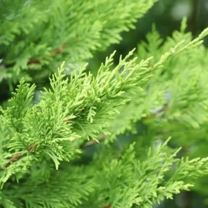 Leyland Cypress Live Plant – 6-12