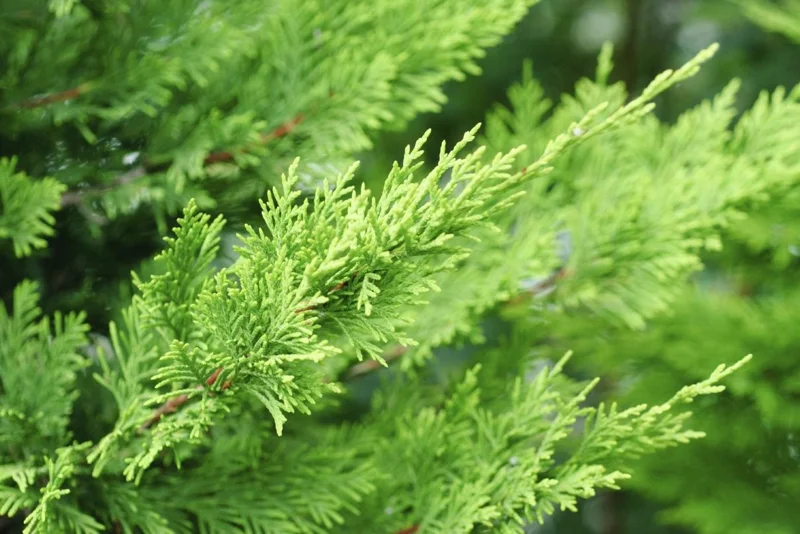 Leyland Cypress Live Plant – 6-12" Tall Evergreen Tree for Privacy Screens – Outdoor - Image 6