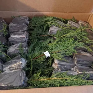 Leyland Cypress Live Plant – 6-12