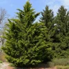 Leyland Cypress Live Plant – 6-12" Tall Evergreen Tree for Privacy Screens – Outdoor - Image 1