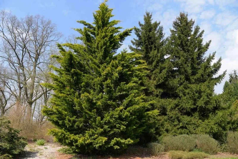 Leyland Cypress Live Plant – 6-12" Tall Evergreen Tree for Privacy Screens – Outdoor - Image 1