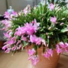 Light Pink Christmas Cactus Live Plant – 4-6" Tall, 2" Pot – Indoor - Image 1