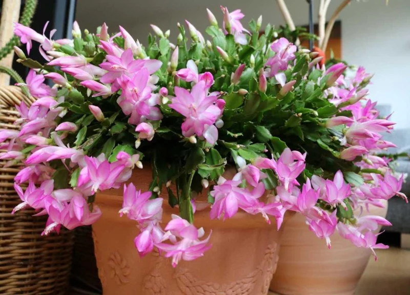Light Pink Christmas Cactus Live Plant - 4-6" Tall, 2" Pot - Indoor Holiday Plant - Image 3