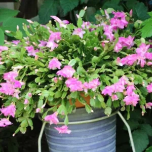 Light Pink Christmas Cactus Live Plant - 4-6