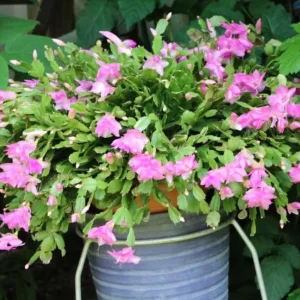 Light Pink Christmas Cactus Live Plant - 4-6