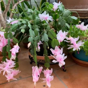 Light Pink Christmas Cactus Live Plant - 4-6