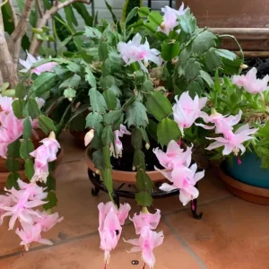 Light Pink Christmas Cactus Live Plant - 4-6