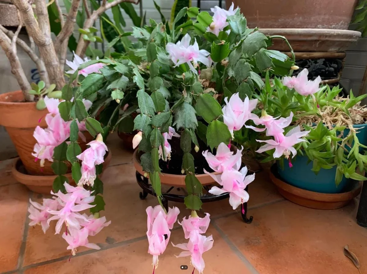 Light Pink Christmas Cactus Live Plant – 4-6" Tall, 2" Pot – Indoor - Image 5