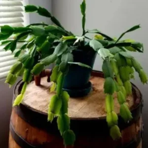 Light Pink Christmas Cactus Live Plant - 4-6
