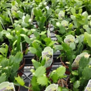 Light Pink Christmas Cactus Live Plant – 4-6