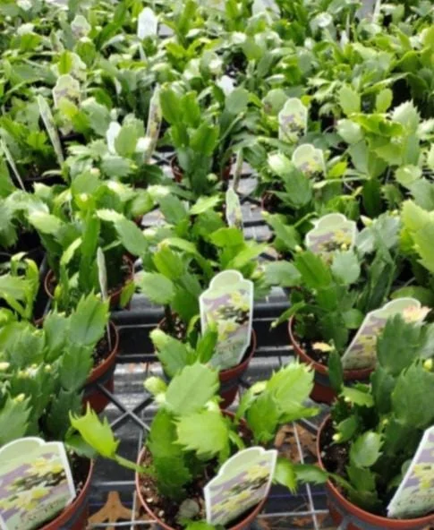 Light Pink Christmas Cactus Live Plant – 4-6" Tall, 2" Pot – Indoor - Image 7