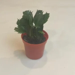 Light Pink Christmas Cactus Live Plant - 4-6