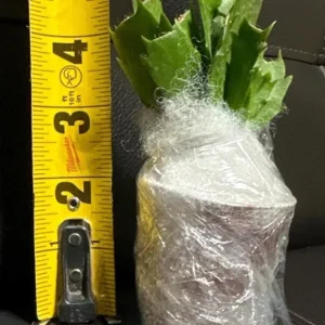 Light Pink Christmas Cactus Live Plant - 4-6