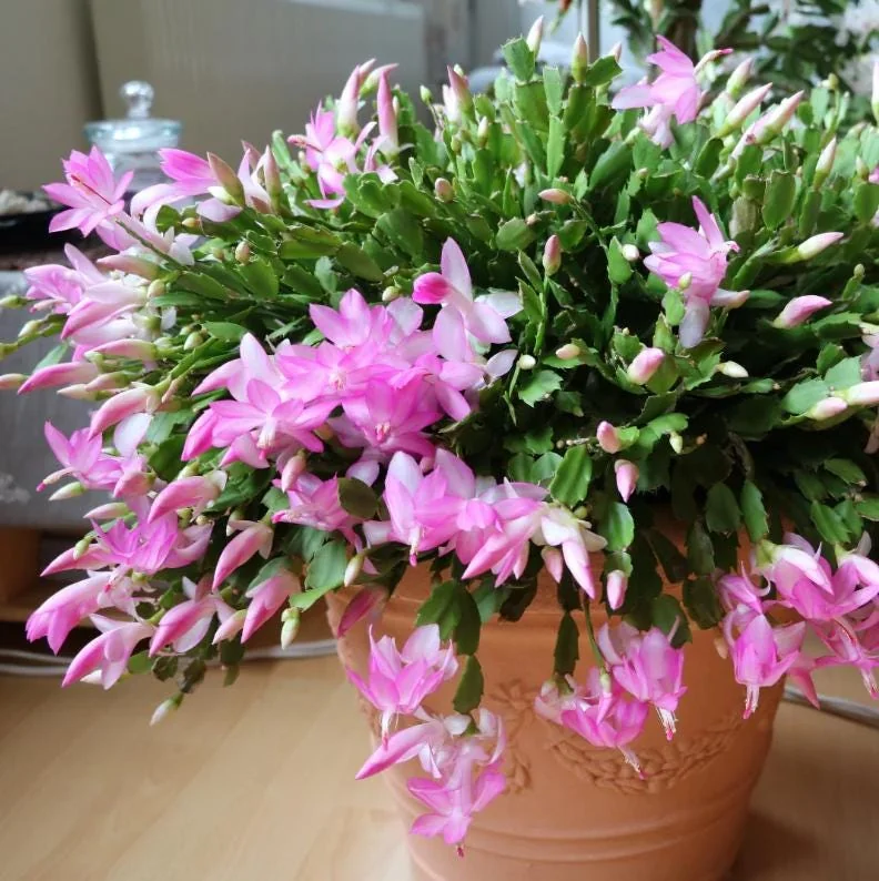 Light Pink Christmas Cactus Live Plant – 4-6" Tall, 2" Pot – Indoor - Image 1