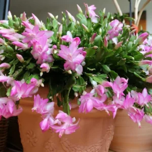 Light Pink Christmas Cactus Live Plant – Schlumbergera truncata – 4-6