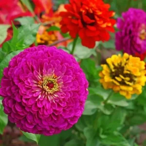 Lilliput Zinnia Seeds Mix - Zinnia Elegans Flower Seeds - Non-GMO Colorful Outdoor - Image 2