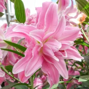 Lily Flower Bulbs Mix - 7 Bulbs, Oriental, Asiatic, Trumpet Varieties - Image 10