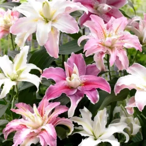 Lily Flower Bulbs Mix - 7 Bulbs, Oriental, Asiatic, Trumpet Varieties - Image 12