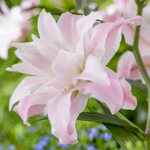 Lily Flower Bulbs Mix - 7 Bulbs, Oriental, Asiatic, Trumpet Varieties - Image 15