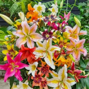 Lily Flower Bulbs Mix - 7 Bulbs, Oriental, Asiatic, Trumpet Varieties - Image 2