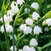 Lily of the Valley Bare Root Plant - Fragrant White Flowers, 6-12 inches - Image 1