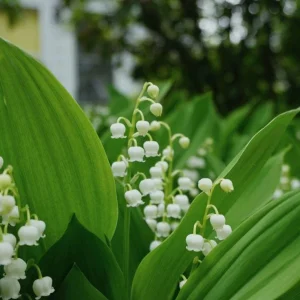 Lily of the Valley Bare Root Plant - Fragrant White Flowers, 6-12 inches - Image 2