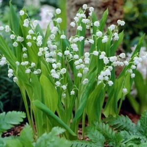 Lily of the Valley Bare Root Plant - Fragrant White Flowers, 6-12 inches - Image 3